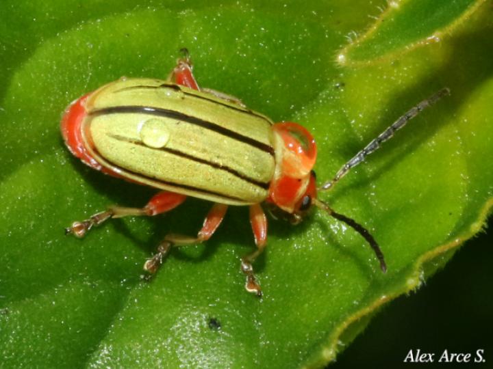 Disonycha quinquelineata