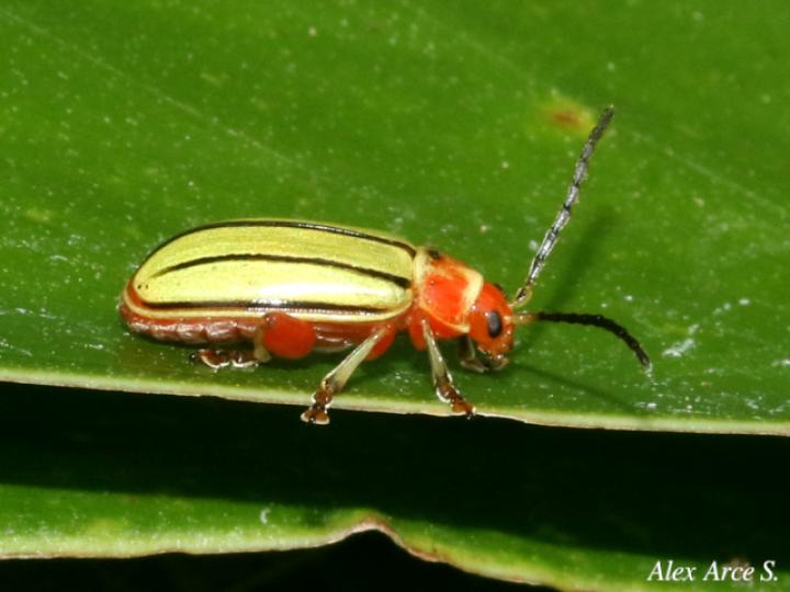 Disonycha quinquelineata