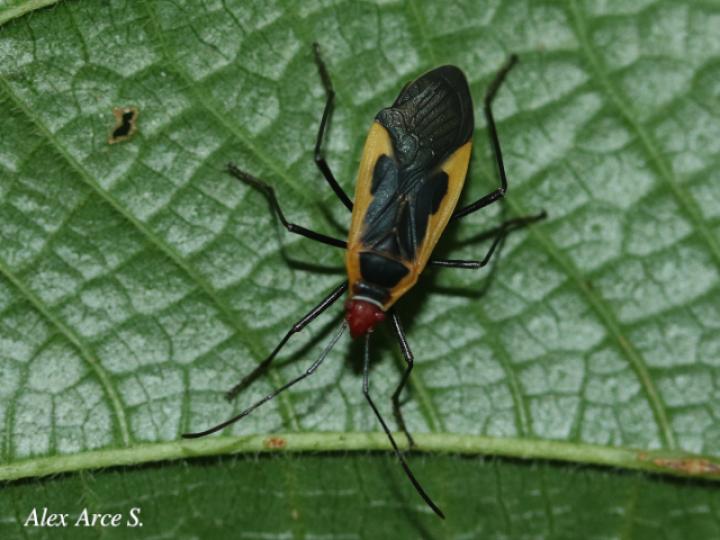 Dysdercus obscuratus (Chinche oscura del algodón)