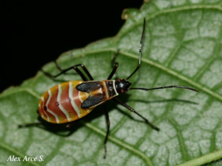Dysdercus obscuratus (Chinche oscura del algodón)