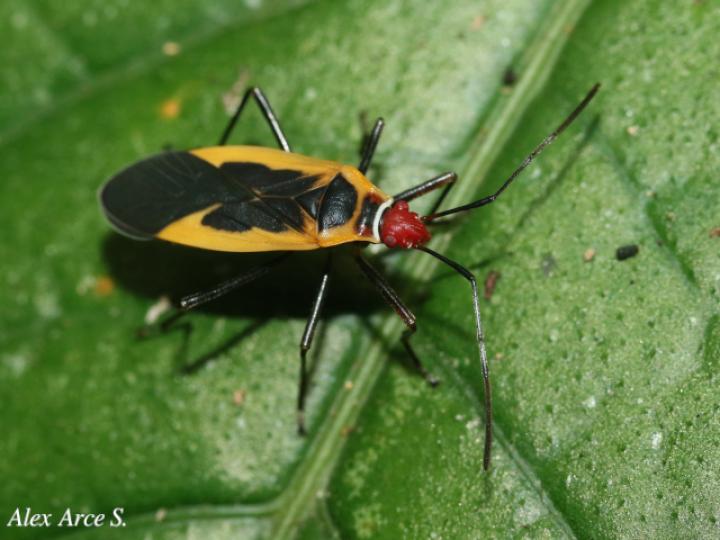 Dysdercus obscuratus (Chinche oscura del algodón)