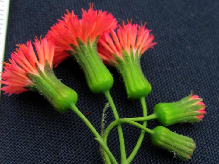 Emilia fosbergii (Pincelillo, clavelillo)