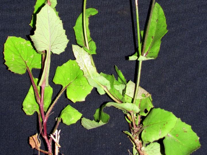 Emilia fosbergii (Pincelillo, clavelillo)