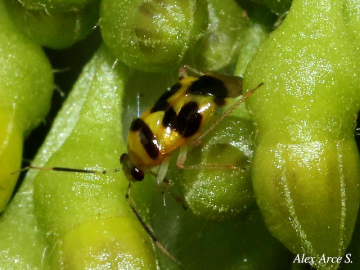 Horciasoides centrales