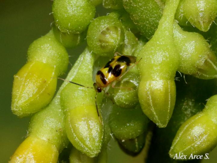 Horciasoides centrales