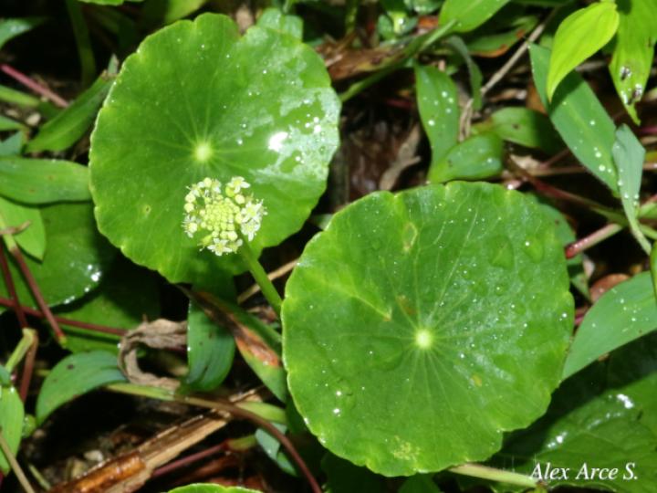 Hydrocotyle umbellata