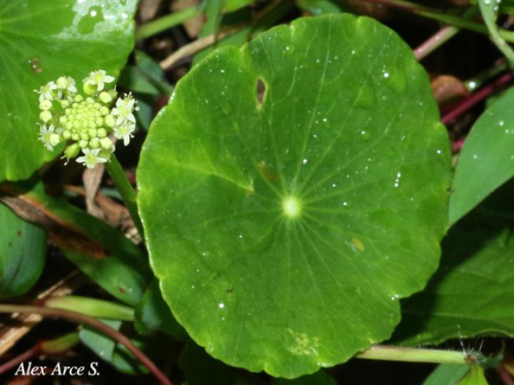 Hydrocotyle umbellata