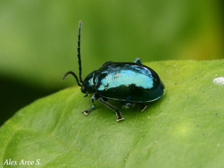 Macrohaltica jamaicensis