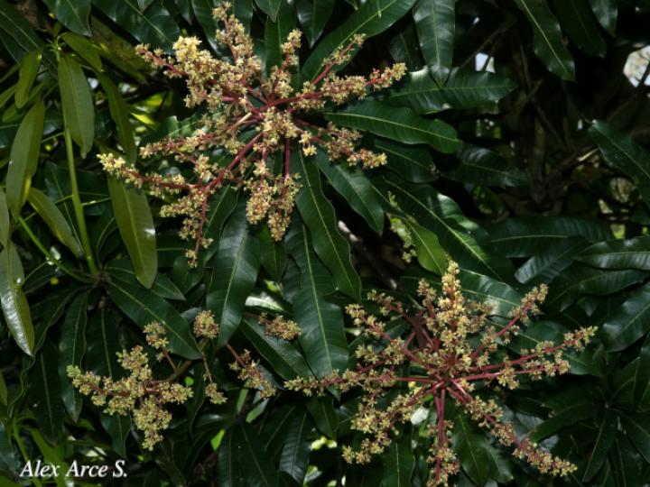 Mangifera indica (Mango)