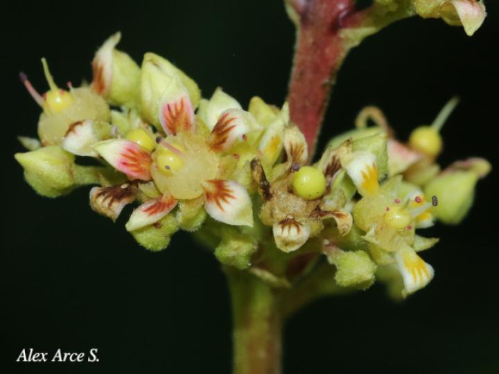 Mangifera indica (Mango)