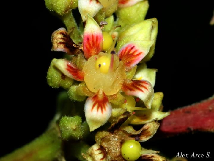 Mangifera indica (Mango)