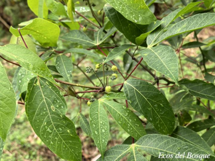 Manihot esculenta