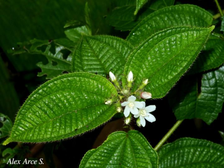 Clidemia dentata