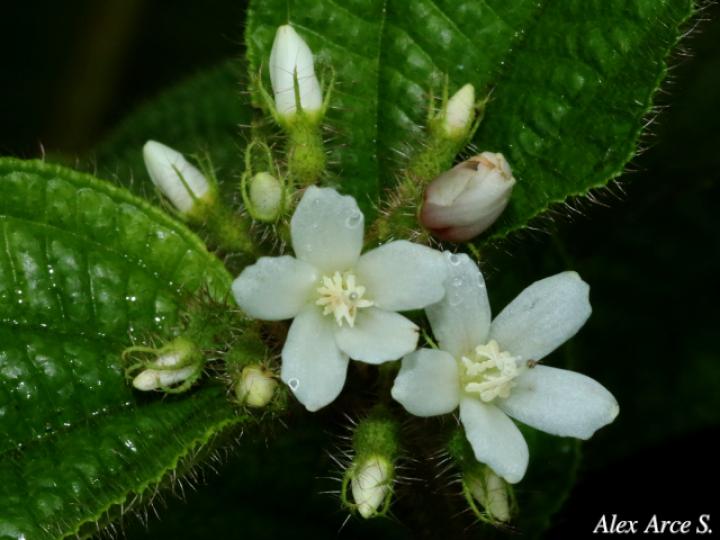 Clidemia dentata