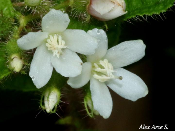 Clidemia dentata