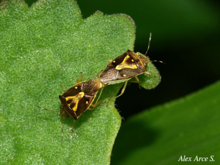 Mormidea ypsilon (Chinche de la espiga del arroz)