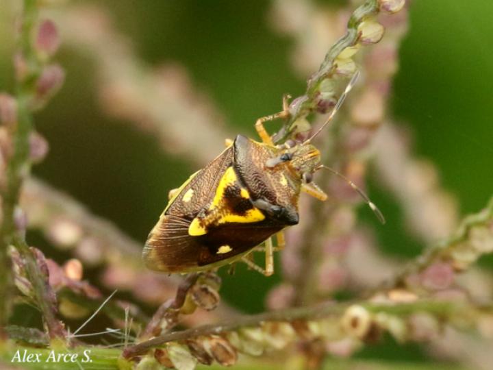 Mormidea ypsilon (Chinche de la espiga del arroz)