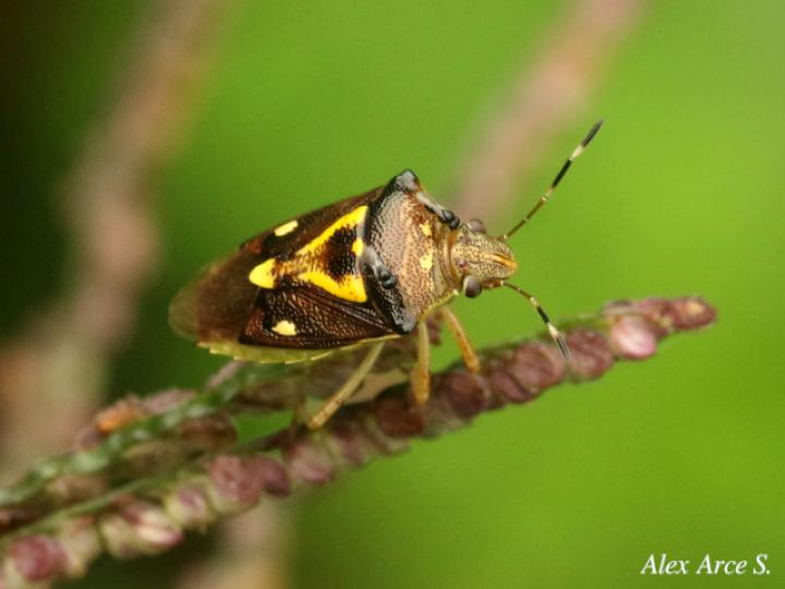 Mormidea ypsilon (Chinche de la espiga del arroz)