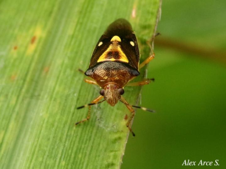 Mormidea ypsilon (Chinche de la espiga del arroz)