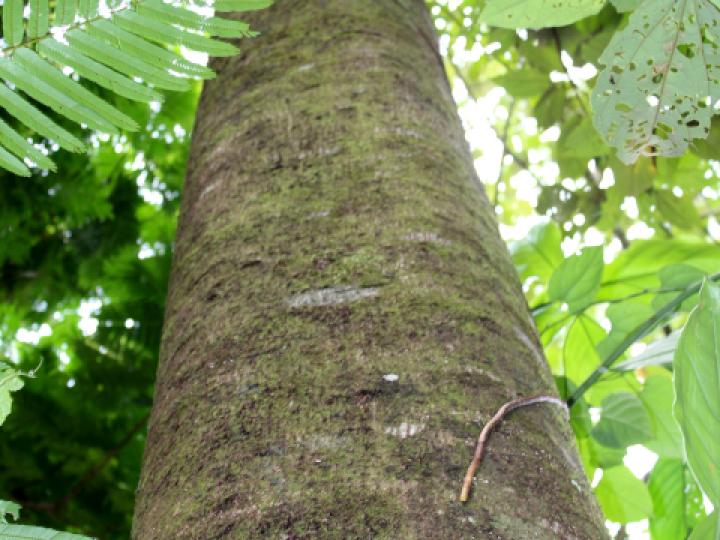 Ochroma pyramidale