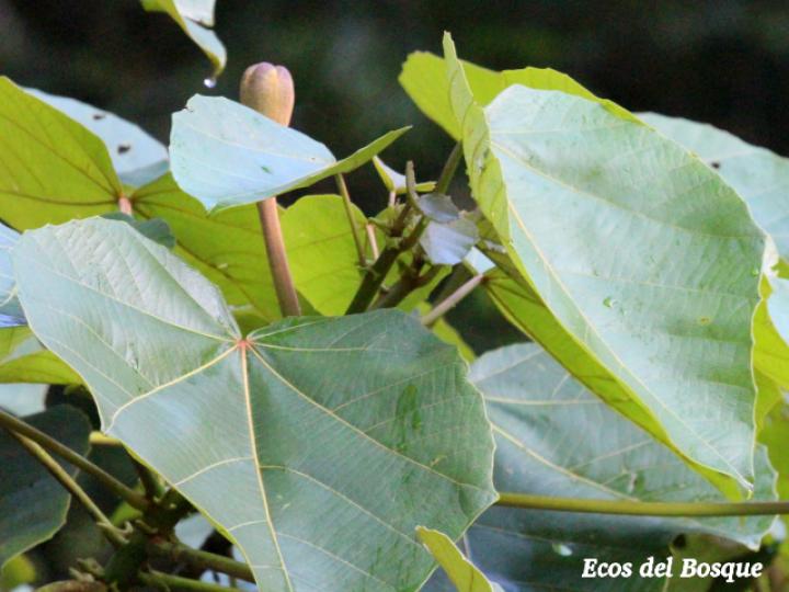 Ochroma pyramidale