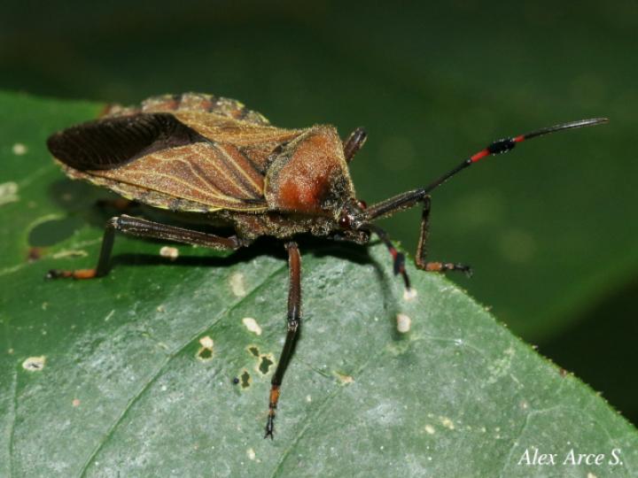 Pachylis laticornis