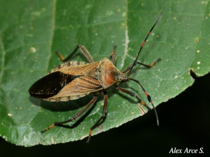 Pachylis laticornis