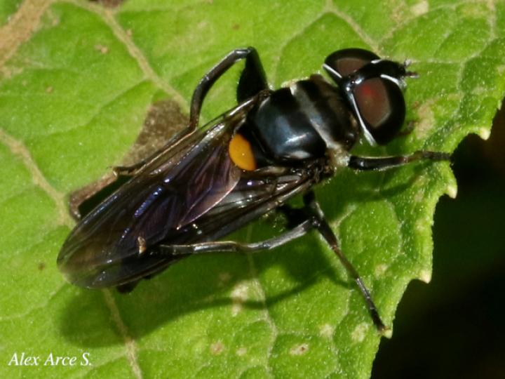 Palpada fasciata