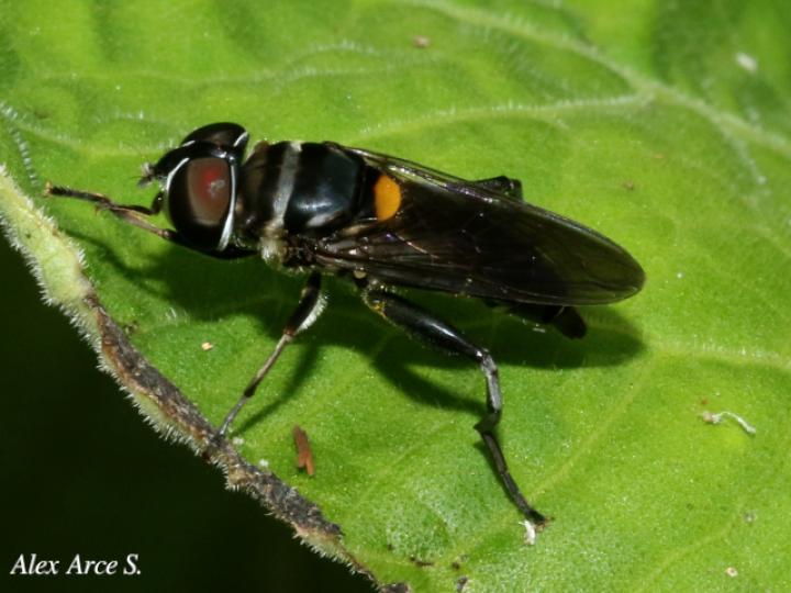 Palpada fasciata