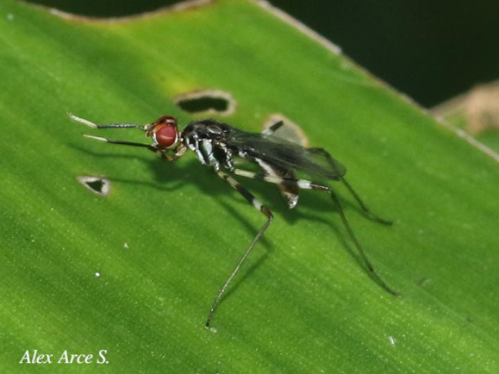 Paragrallomyia angulata