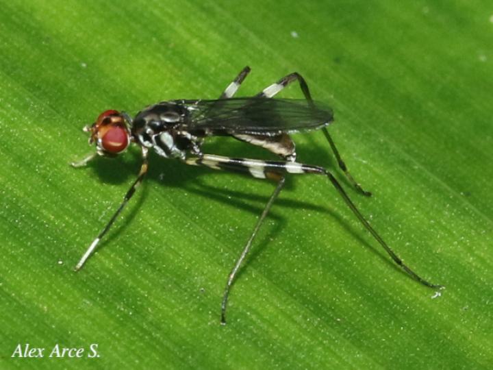 Paragrallomyia angulata