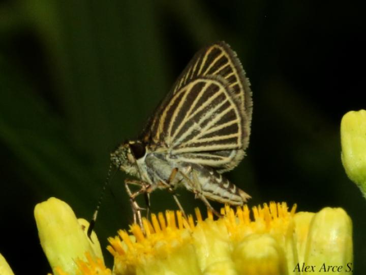 Parphorus storax storax