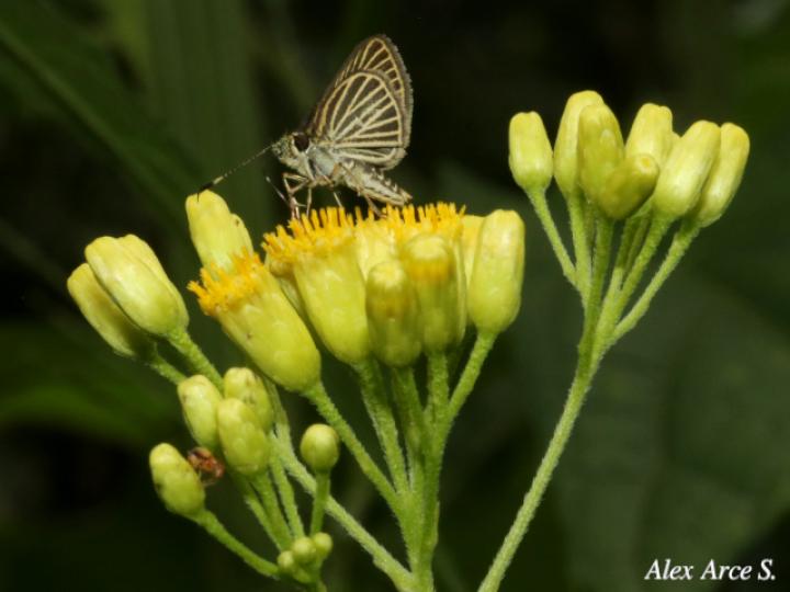 Parphorus storax storax
