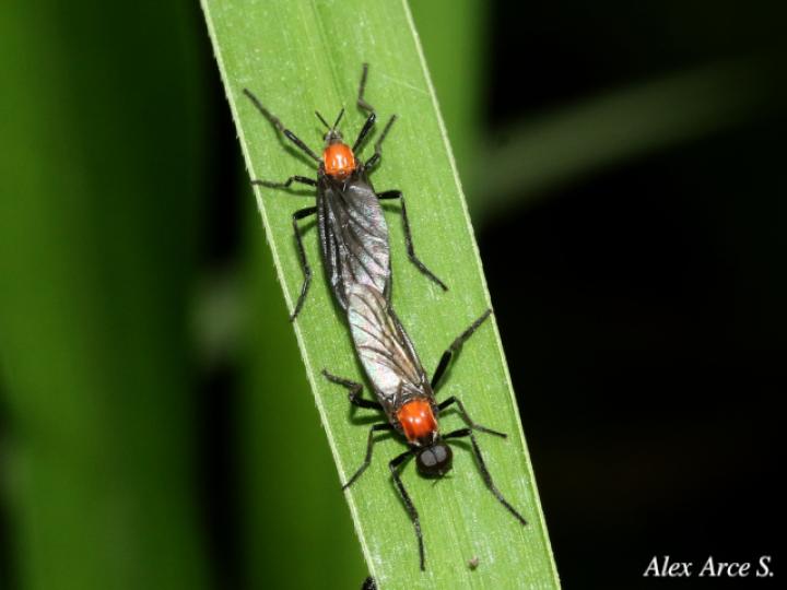 Plecia nearctica (Mosca de marzo)