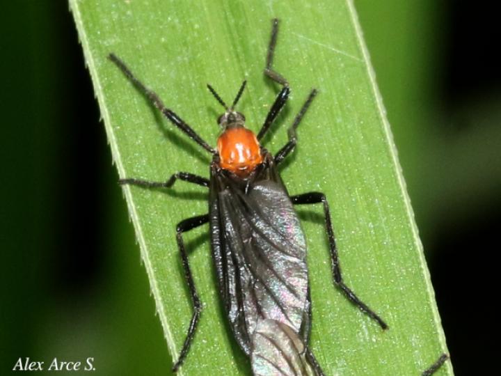 Plecia nearctica (Mosca de marzo)