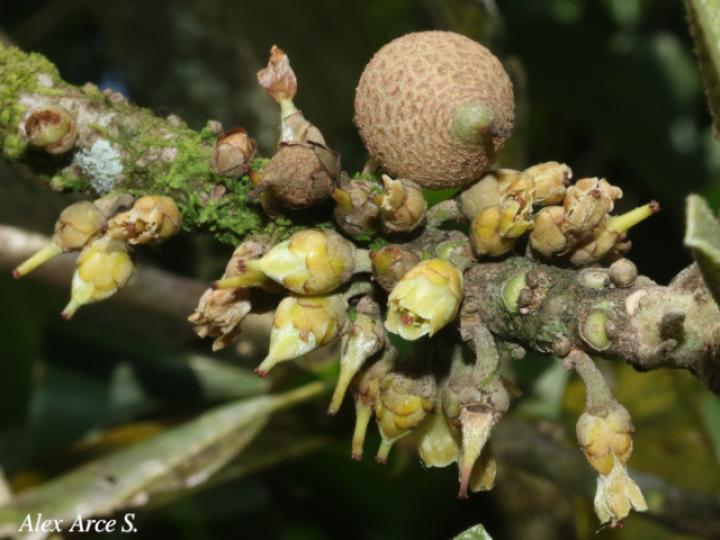 Pouteria sapota (Zapote, Mamey colorado)