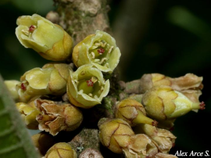 Pouteria sapota (Zapote, Mamey colorado)