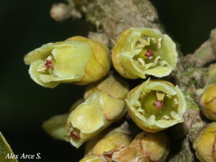 Pouteria sapota (Zapote, Mamey colorado)