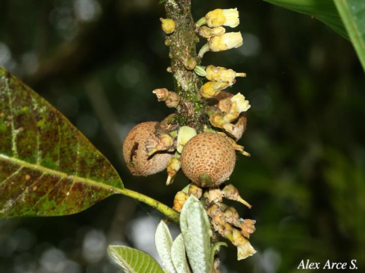 Pouteria sapota (Zapote, Mamey colorado)
