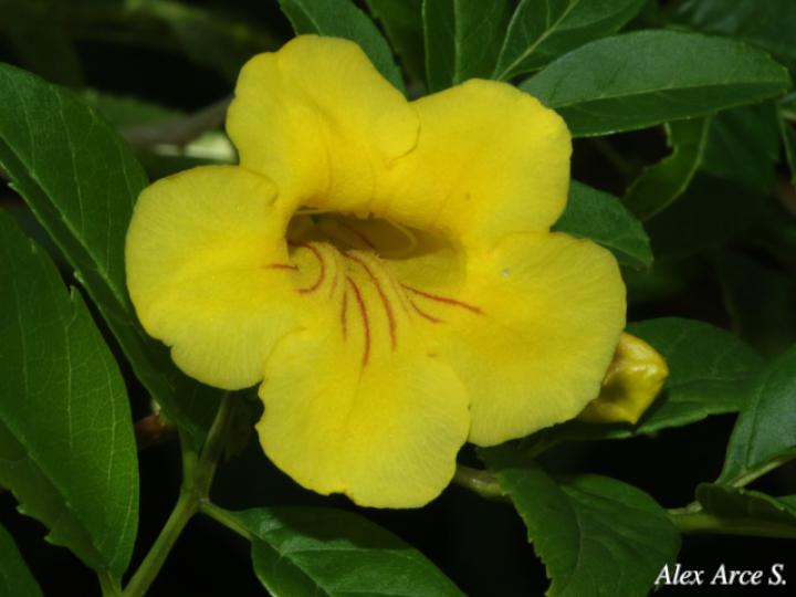 Tecoma stans (Carboncillo, Vainilla, Vainillo)