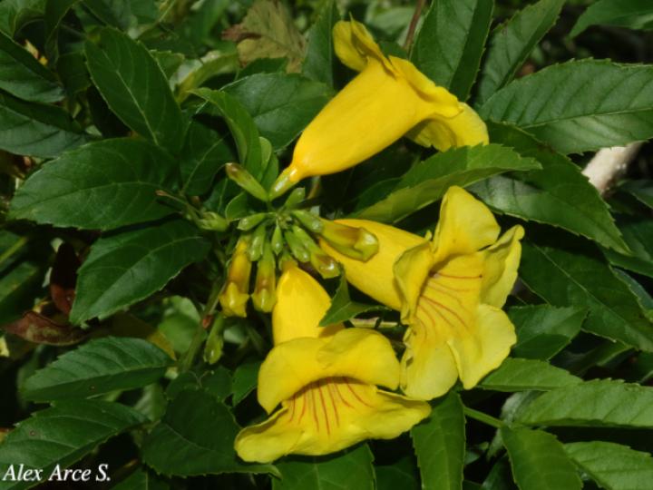 Tecoma stans (Carboncillo, Vainilla, Vainillo)
