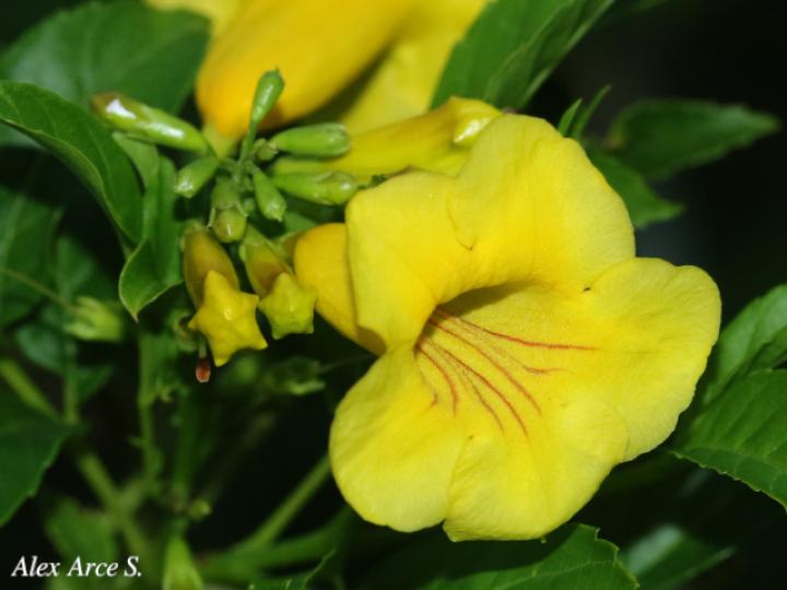 Tecoma stans (Carboncillo, Vainilla, Vainillo)