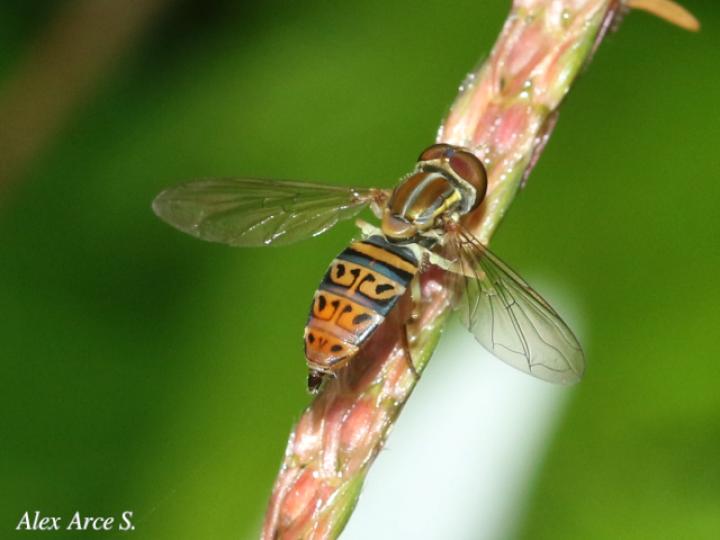 Toxomerus pulchellus