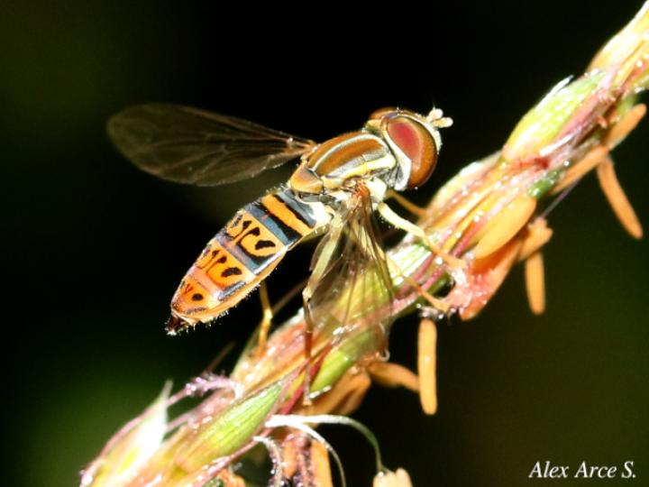 Toxomerus pulchellus