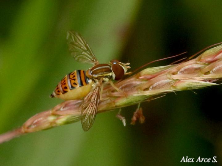 Toxomerus pulchellus