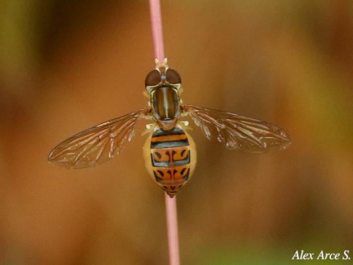 Toxomerus pulchellus