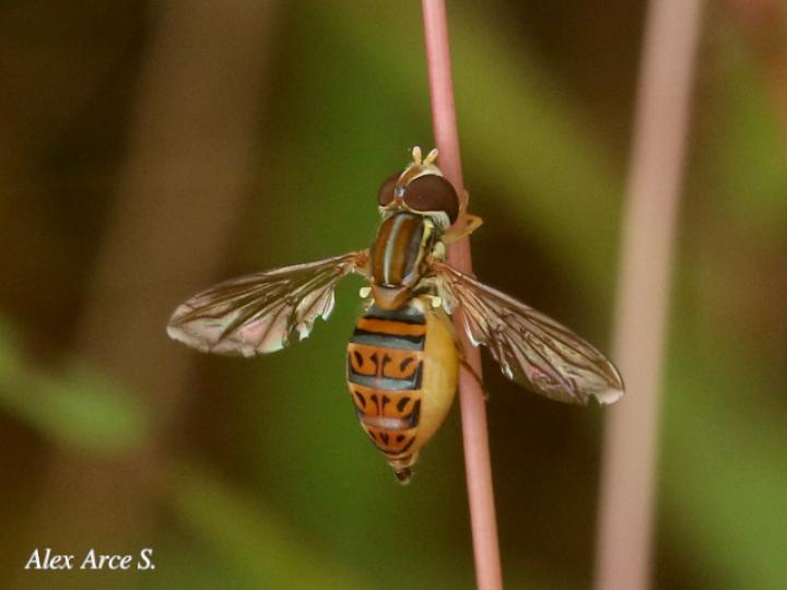 Toxomerus pulchellus