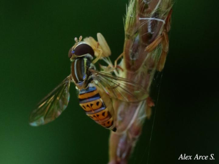 Toxomerus pulchellus