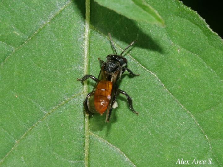 Trigona fulviventris