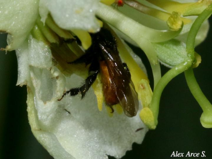 Trigona fulviventris